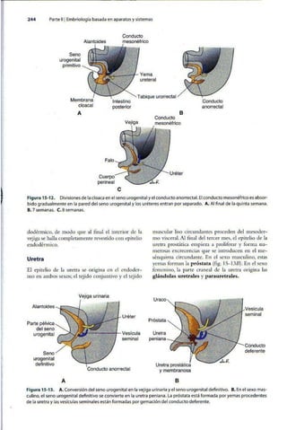 Embriologia Lagman 11 Edicion