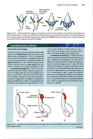 Embriologia Lagman 11 Edicion