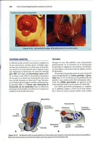 Embriologia Lagman 11 Edicion