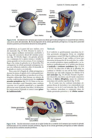 Embriologia Lagman 11 Edicion