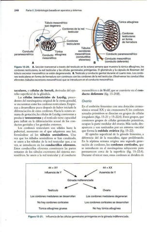 Embriologia Lagman 11 Edicion