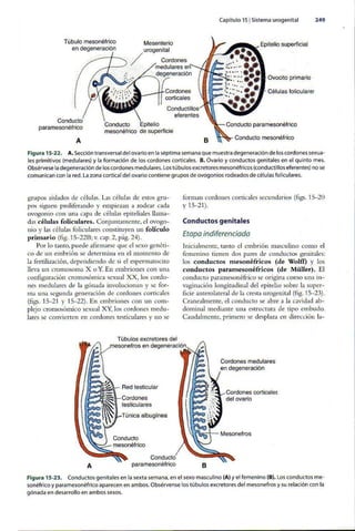 Embriologia Lagman 11 Edicion
