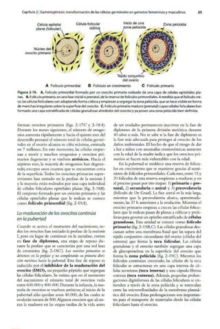 Embriologia Lagman 11 Edicion