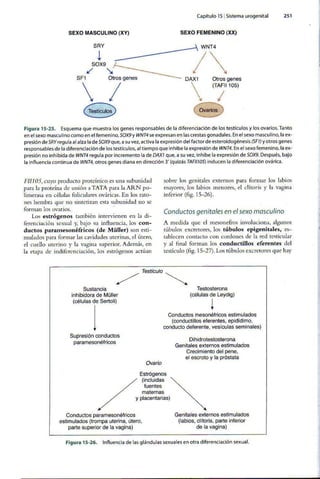 Embriologia Lagman 11 Edicion