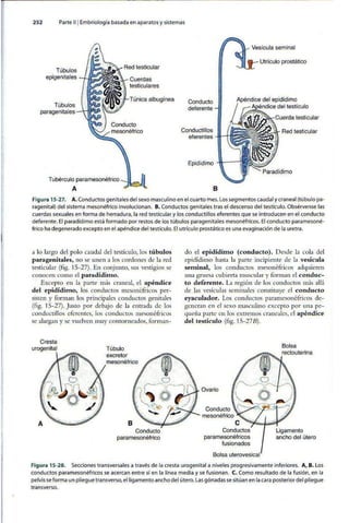 Embriologia Lagman 11 Edicion