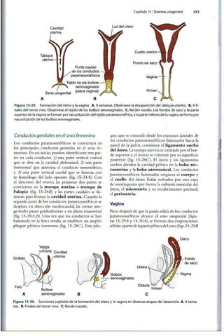 Embriologia Lagman 11 Edicion
