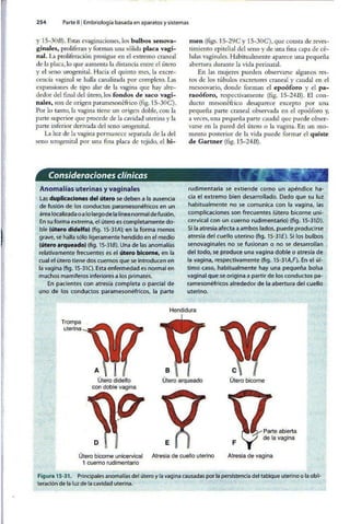 Embriologia Lagman 11 Edicion