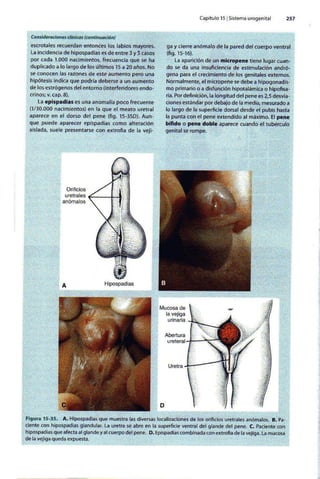Embriologia Lagman 11 Edicion