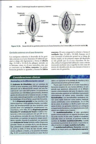 Embriologia Lagman 11 Edicion