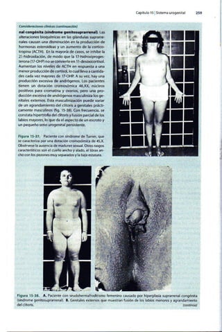 Embriologia Lagman 11 Edicion