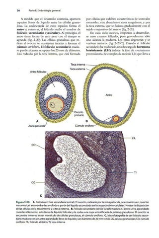 Embriologia Lagman 11 Edicion
