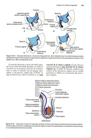 Embriologia Lagman 11 Edicion