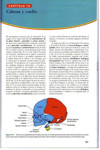 Embriologia Lagman 11 Edicion