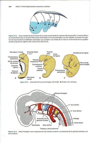 Embriologia Lagman 11 Edicion