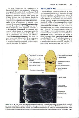 Embriologia Lagman 11 Edicion