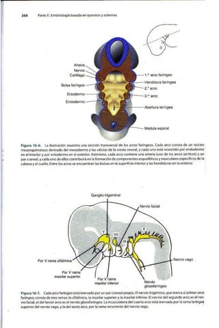 Embriologia Lagman 11 Edicion