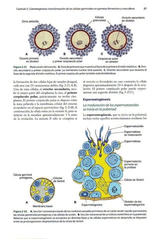 Embriologia Lagman 11 Edicion