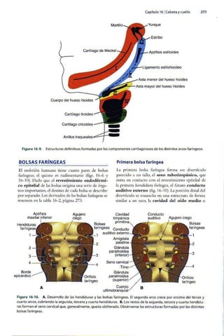 Embriologia Lagman 11 Edicion