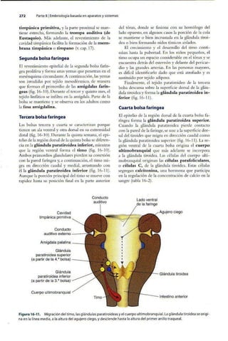 Embriologia Lagman 11 Edicion