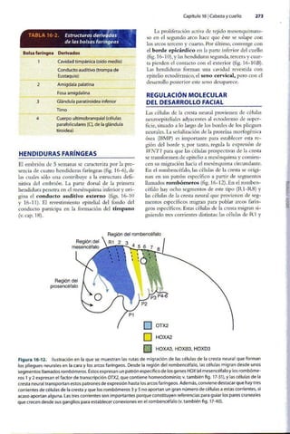 Embriologia Lagman 11 Edicion