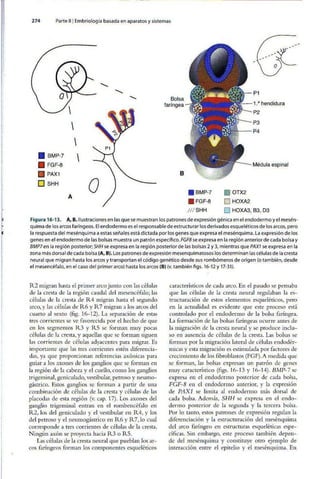 Embriologia Lagman 11 Edicion