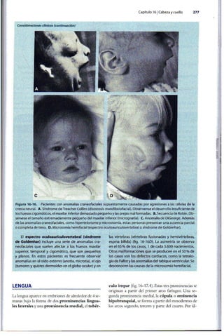 Embriologia Lagman 11 Edicion