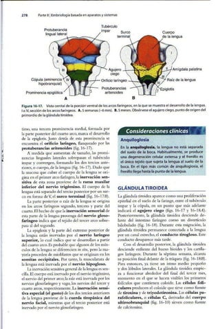Embriologia Lagman 11 Edicion