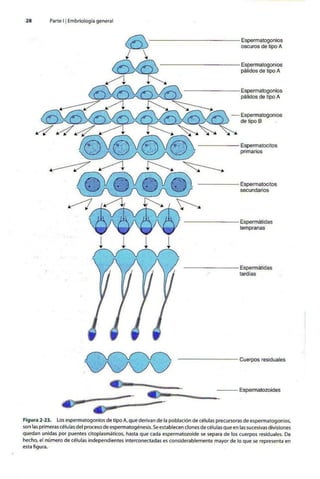 Embriologia Lagman 11 Edicion