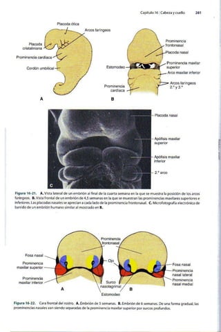 Embriologia Lagman 11 Edicion
