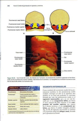 Embriologia Lagman 11 Edicion
