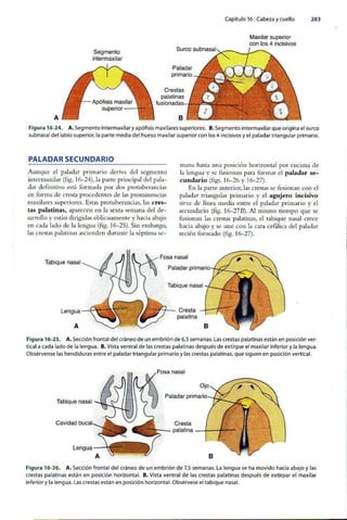 Embriologia Lagman 11 Edicion
