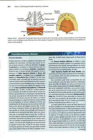 Embriologia Lagman 11 Edicion