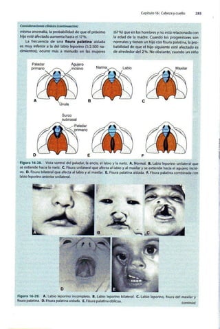 Embriologia Lagman 11 Edicion