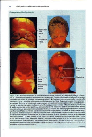 Embriologia Lagman 11 Edicion