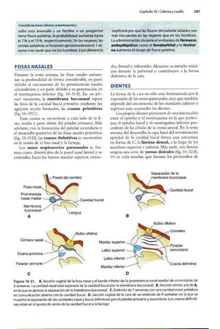 Embriologia Lagman 11 Edicion