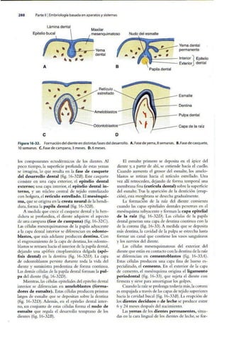 Embriologia Lagman 11 Edicion