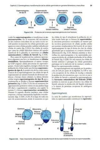 Embriologia Lagman 11 Edicion