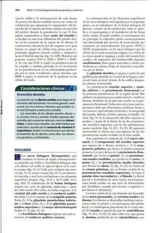 Embriologia Lagman 11 Edicion