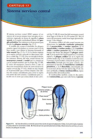 Embriologia Lagman 11 Edicion