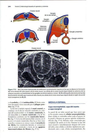 Embriologia Lagman 11 Edicion