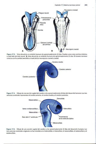 Embriologia Lagman 11 Edicion