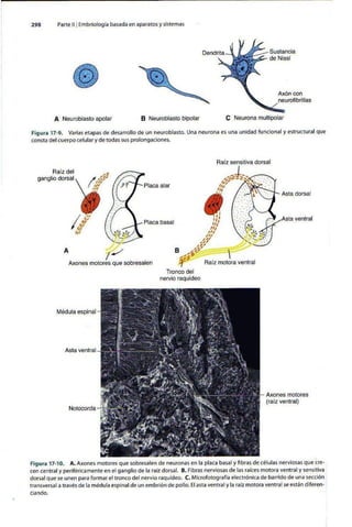 Embriologia Lagman 11 Edicion
