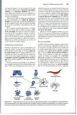 Embriologia Lagman 11 Edicion