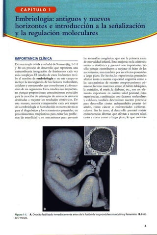 Embriologia Lagman 11 Edicion