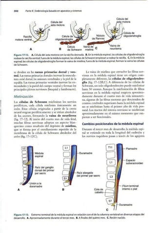 Embriologia Lagman 11 Edicion
