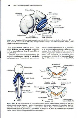 Embriologia Lagman 11 Edicion