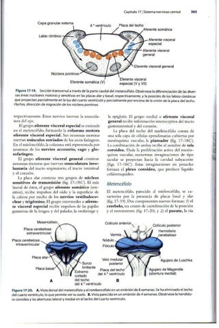 Embriologia Lagman 11 Edicion