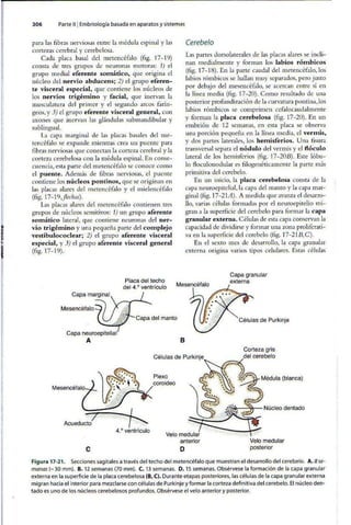 Embriologia Lagman 11 Edicion