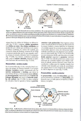 Embriologia Lagman 11 Edicion