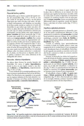 Embriologia Lagman 11 Edicion